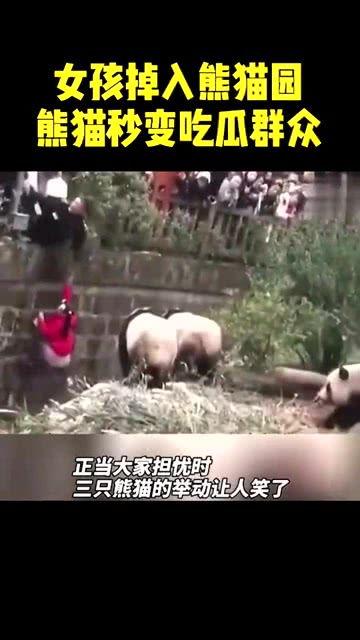 熊猫吃瓜群众现场,揭秘网红现象背后的社会现象