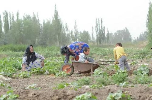 沙漠里的吃瓜群众,探寻沙漠中的独特生活画卷
