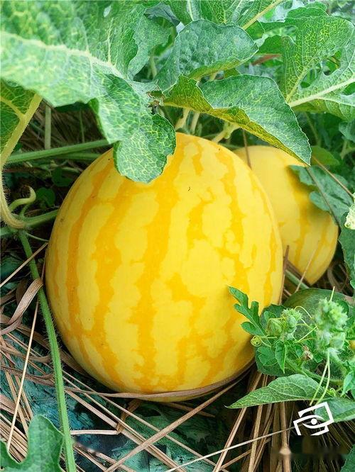 全国各地吃瓜群众,各地特色美食大比拼