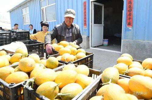 吃瓜群众河套,吃瓜群众的欢乐盛宴