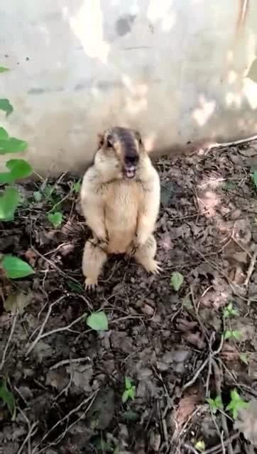 老鼠吃瓜群众视频大全