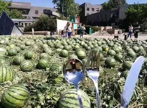 朝阳吃瓜群众最新,揭秘娱乐圈最新热点事件